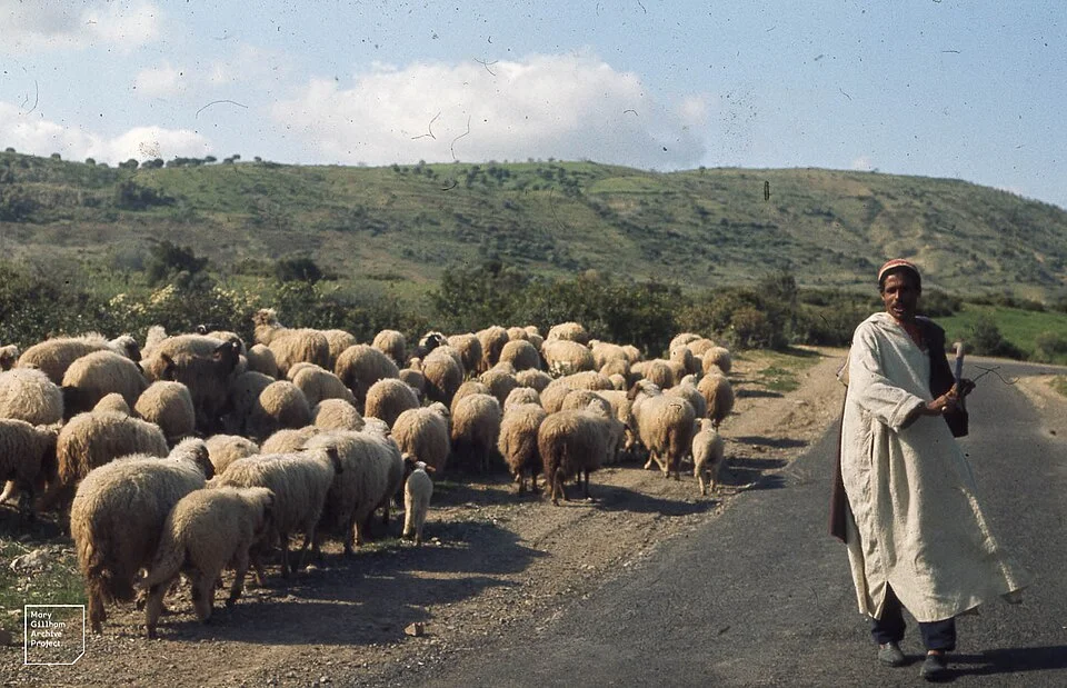 A shepherd with his flock in the countryside of Fez, Morocco