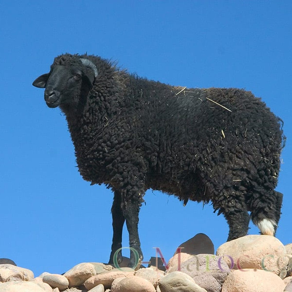 Pure Black Wool, Highest Grade