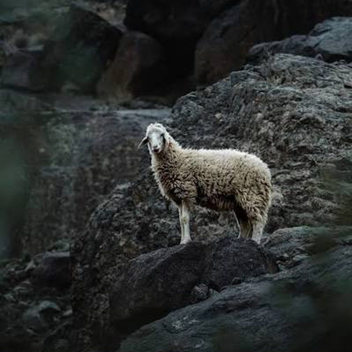 No Dyes, Pure Wool